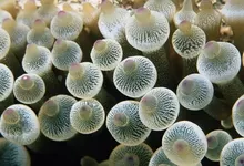nature jellyfish 2560x1600 wallpaper Art HD Wallpaper